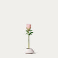 Pink king protea-FLOW-PDP