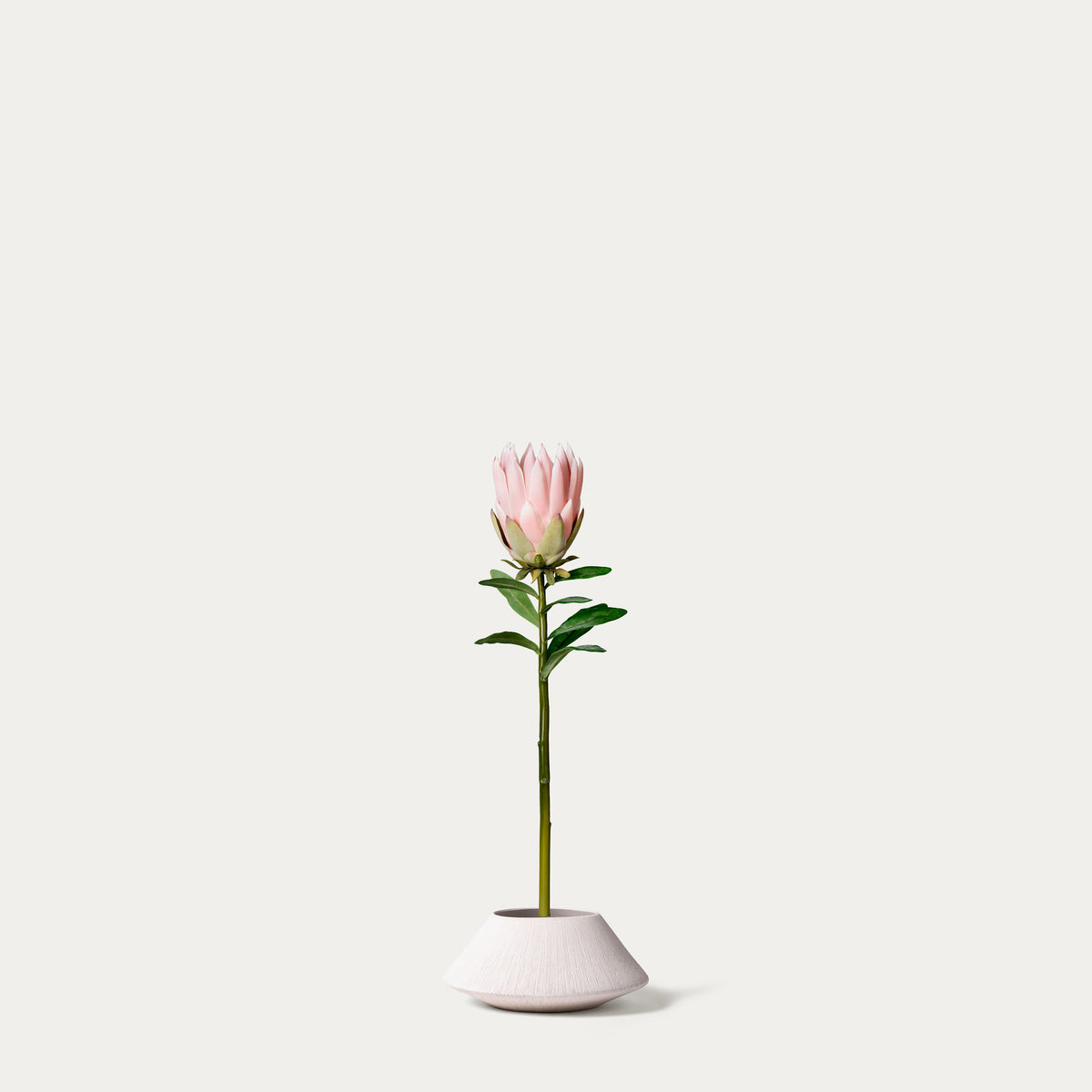 Pink king protea-FLOW-PDP