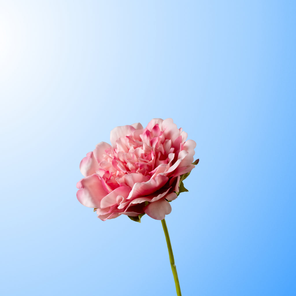 Pink peony-DET-PDP