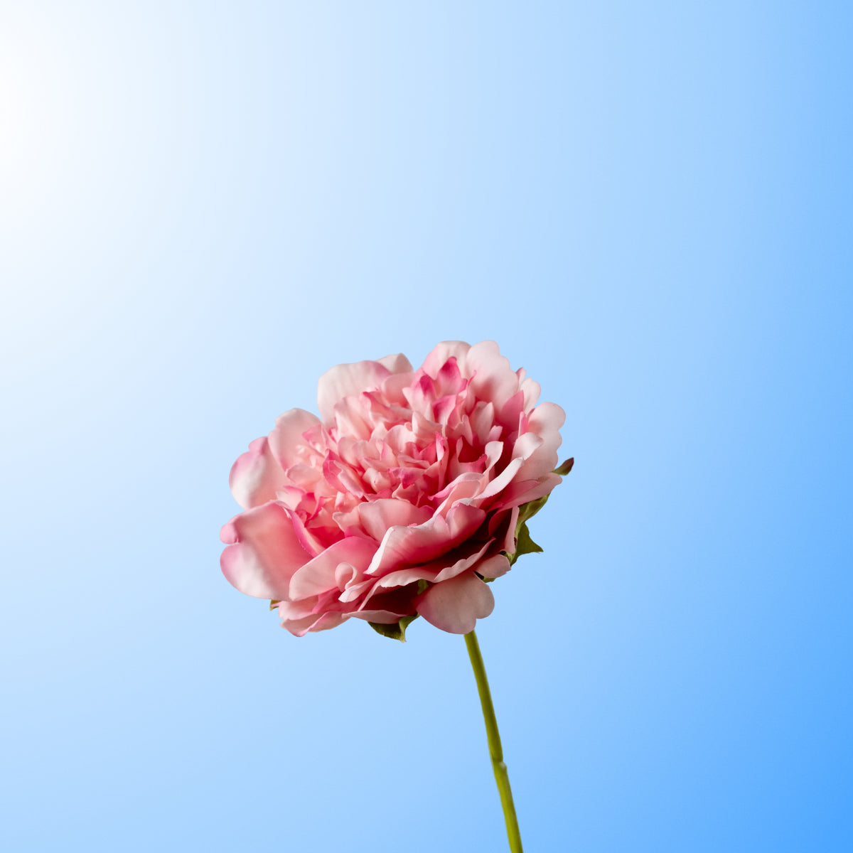 Pink peony-DET-PDP