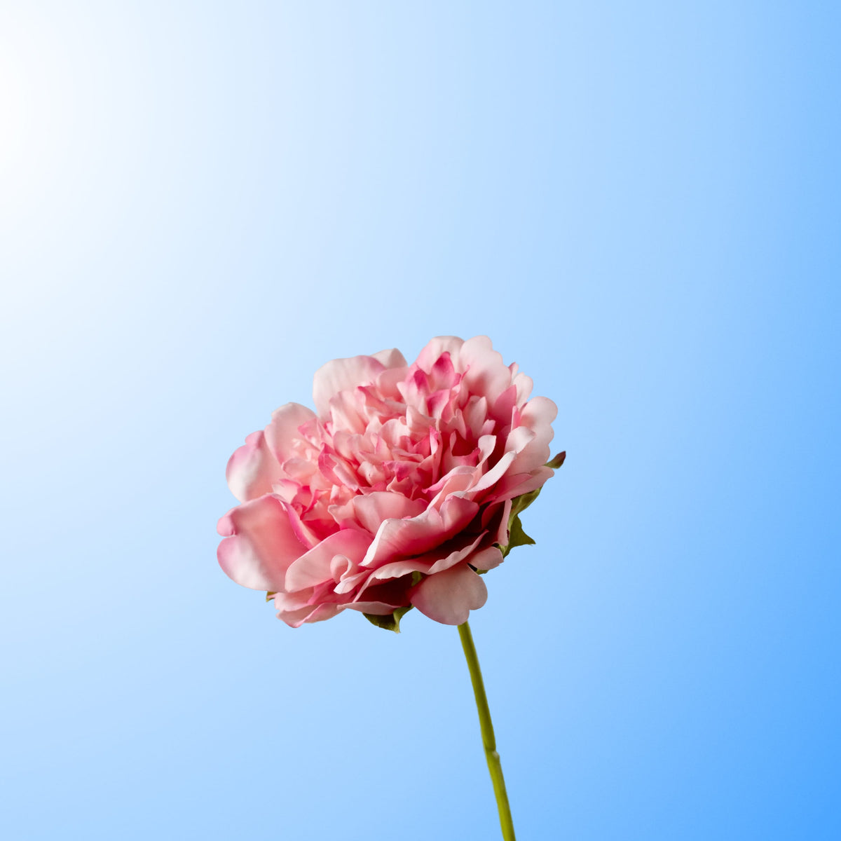 Pink peony-DET-PDP