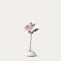 Pink peony-FLOW-PDP