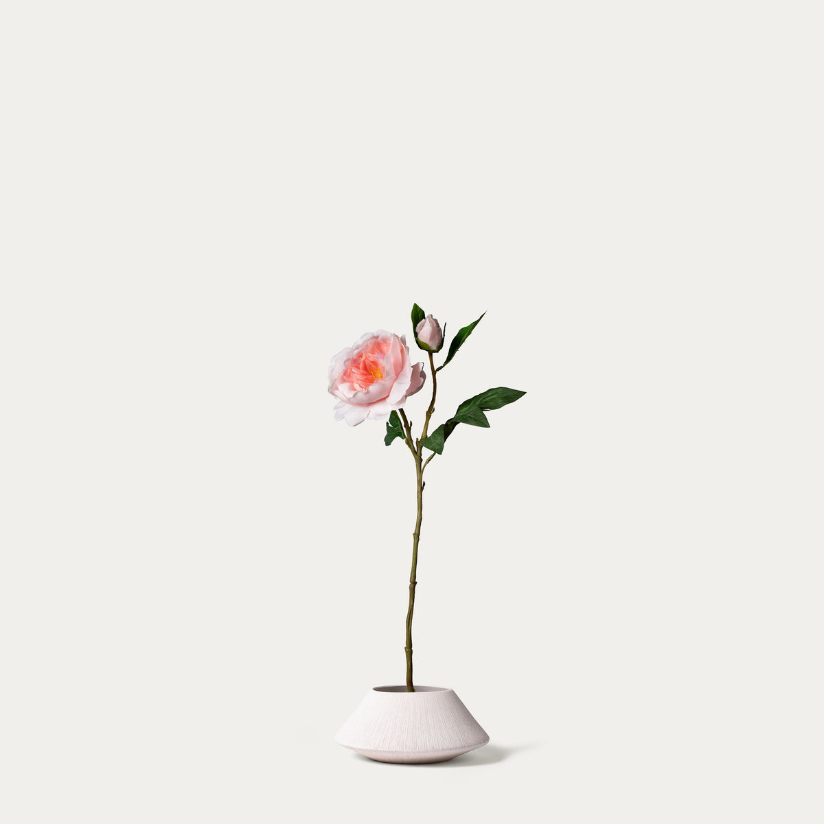 Pink peony-FLOW-PDP