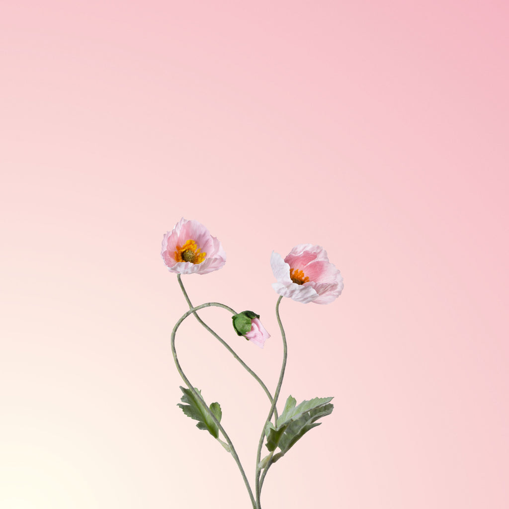 Pink poppy-DET-PDP