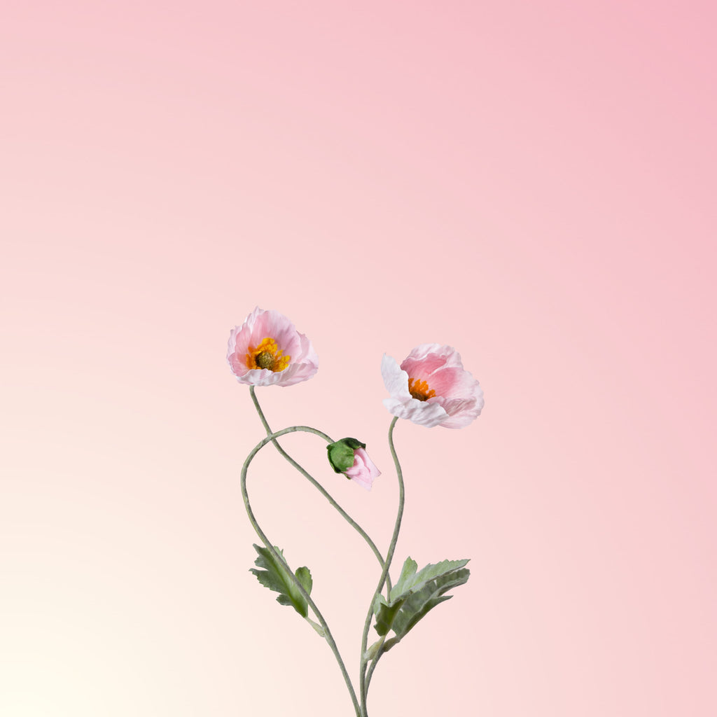 Pink poppy-DET-PDP