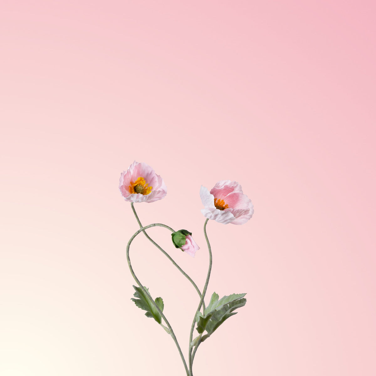 Pink poppy-DET-PDP