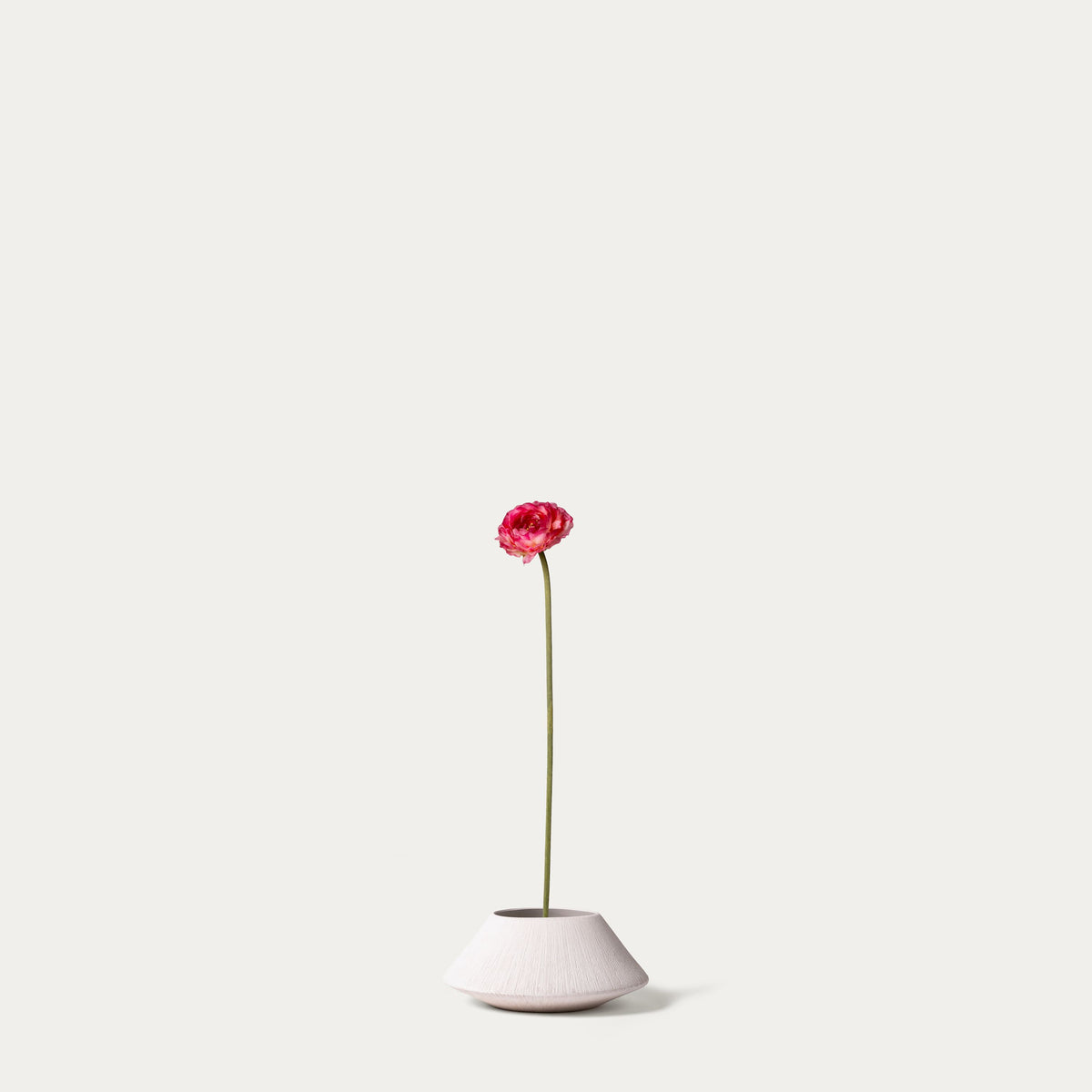 Pink tea rose-FLOW-PDP