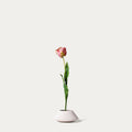 Pink tulip-FLOW-PDP