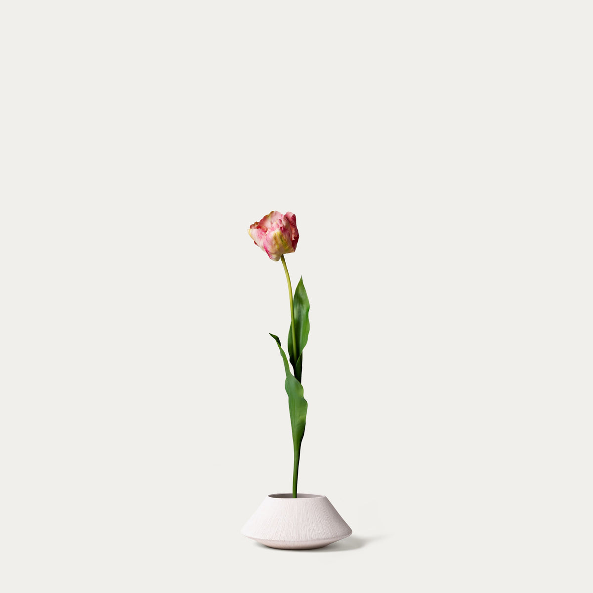 Pink tulip-FLOW-PDP