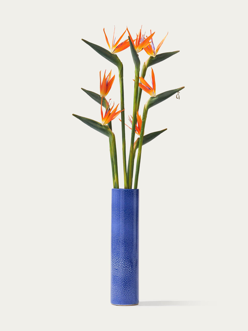 The Popova