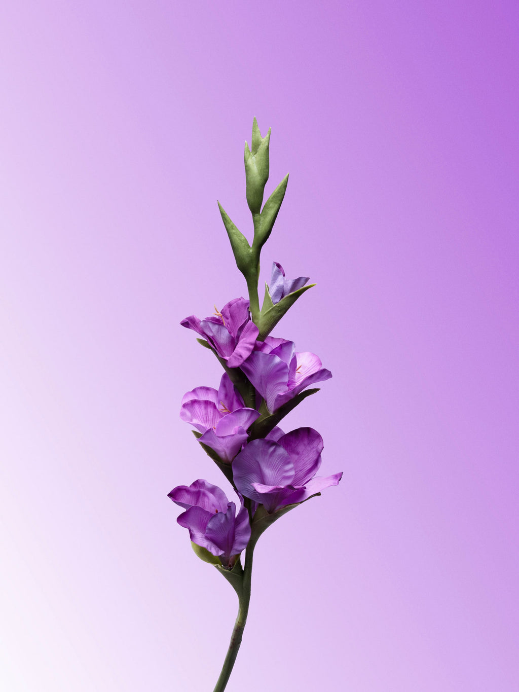 Purple Gladiolus-DET-portrait