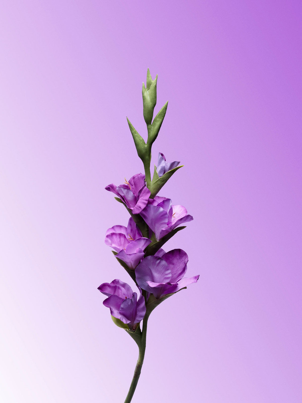 Purple Gladiolus-DET-portrait