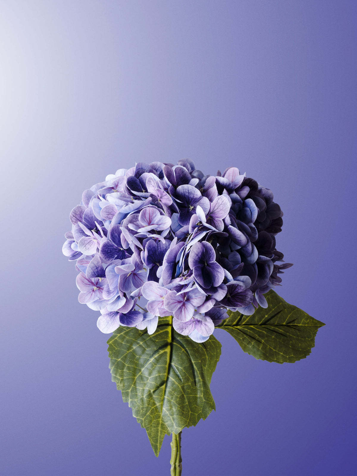 Purple Hydrangea-DET-portrait