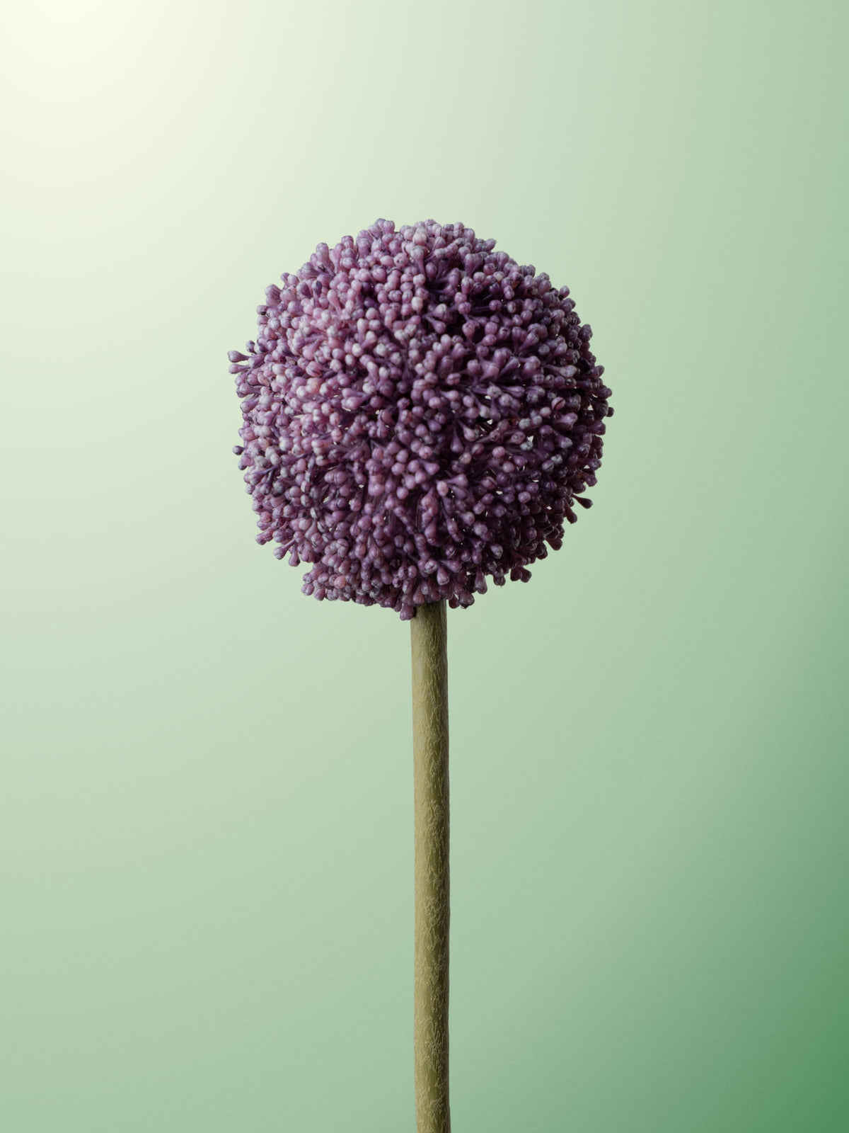 Purple buddleia-DET-portrait