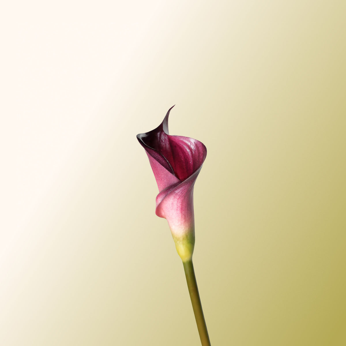 Purple calla lily-DET-PDP