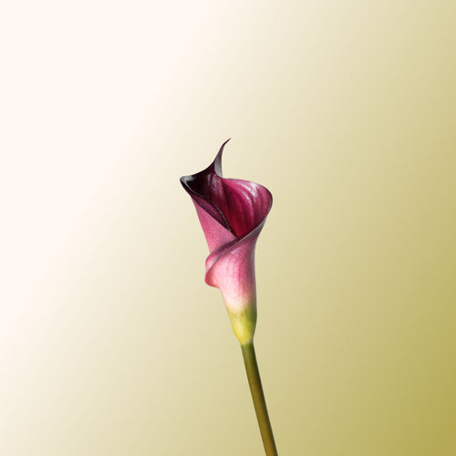 Purple calla lily-DET-PDP