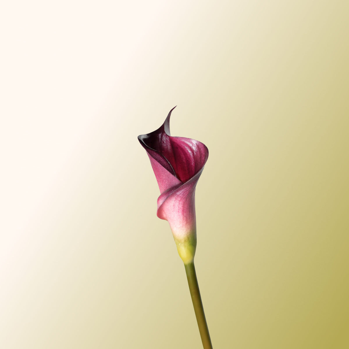 Purple calla lily-DET-PDP