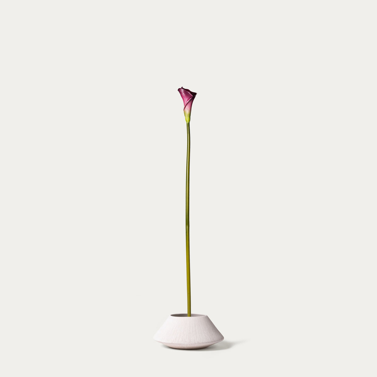 Purple calla lily-FLOW-PDP
