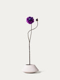 Purple dahlia-FLOW-PDP