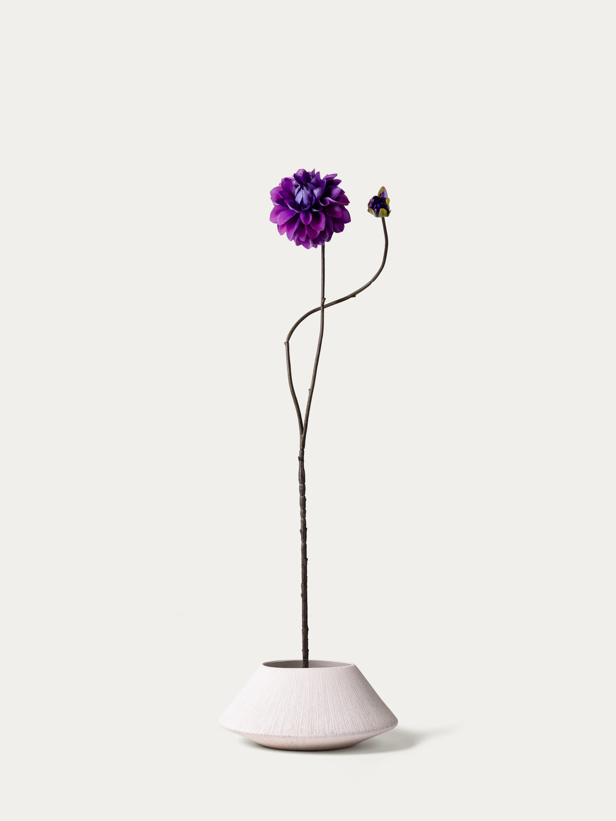 Purple dahlia-FLOW-PDP