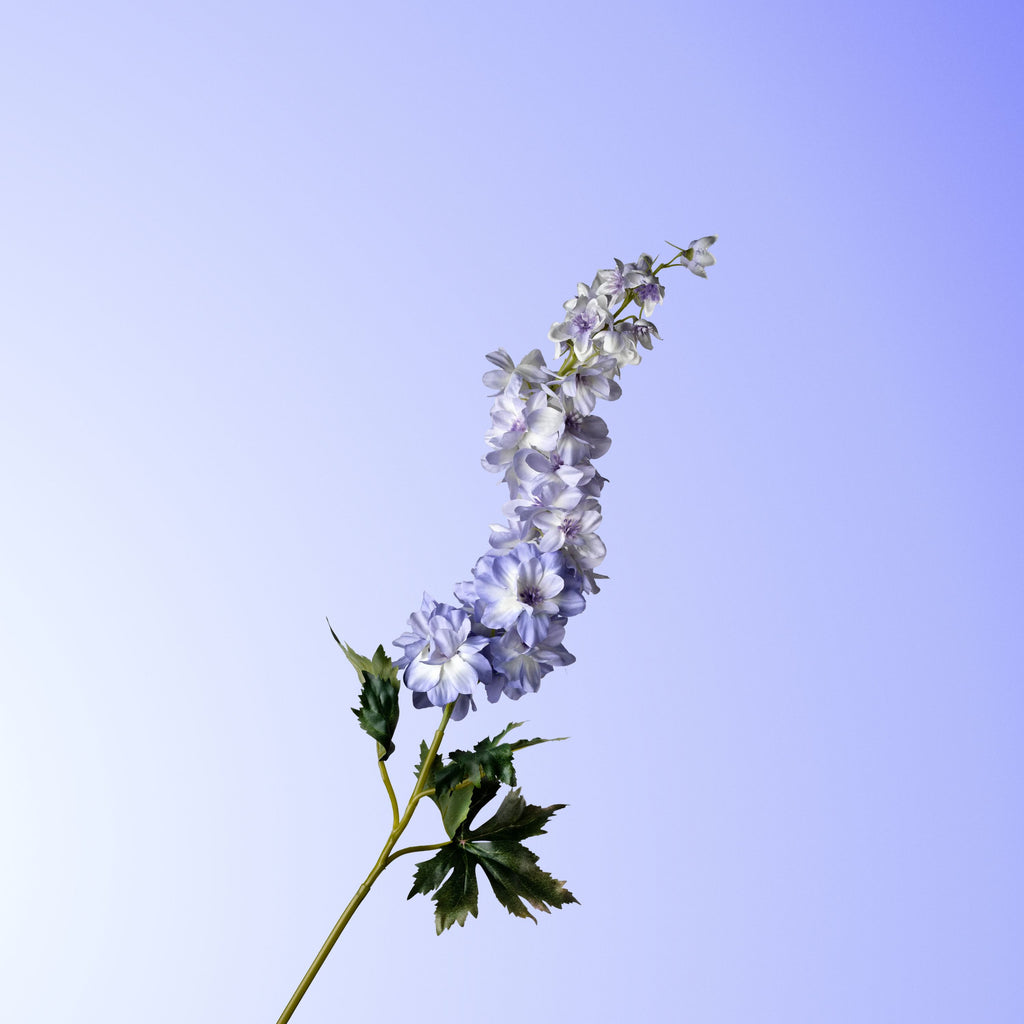 Purple delphinium-DET-PDP
