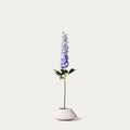 Purple delphinium-FLOW-PDP