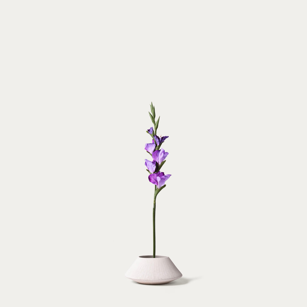 Purple gladiolus-FLOW-PDP