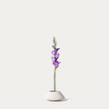 Purple gladiolus-FLOW-PDP