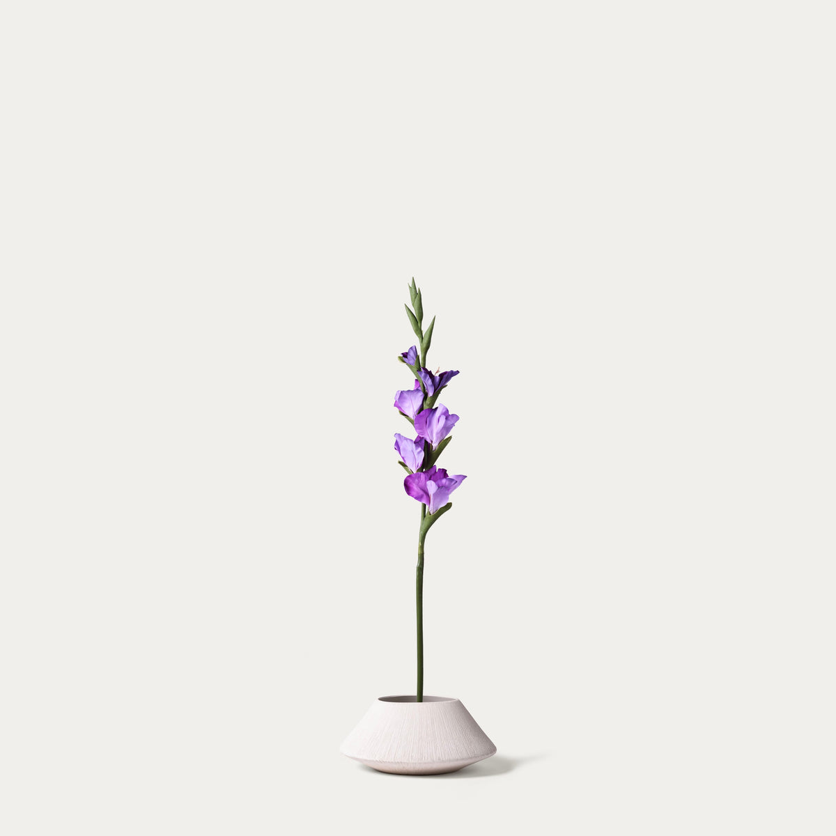 Purple gladiolus-FLOW-PDP