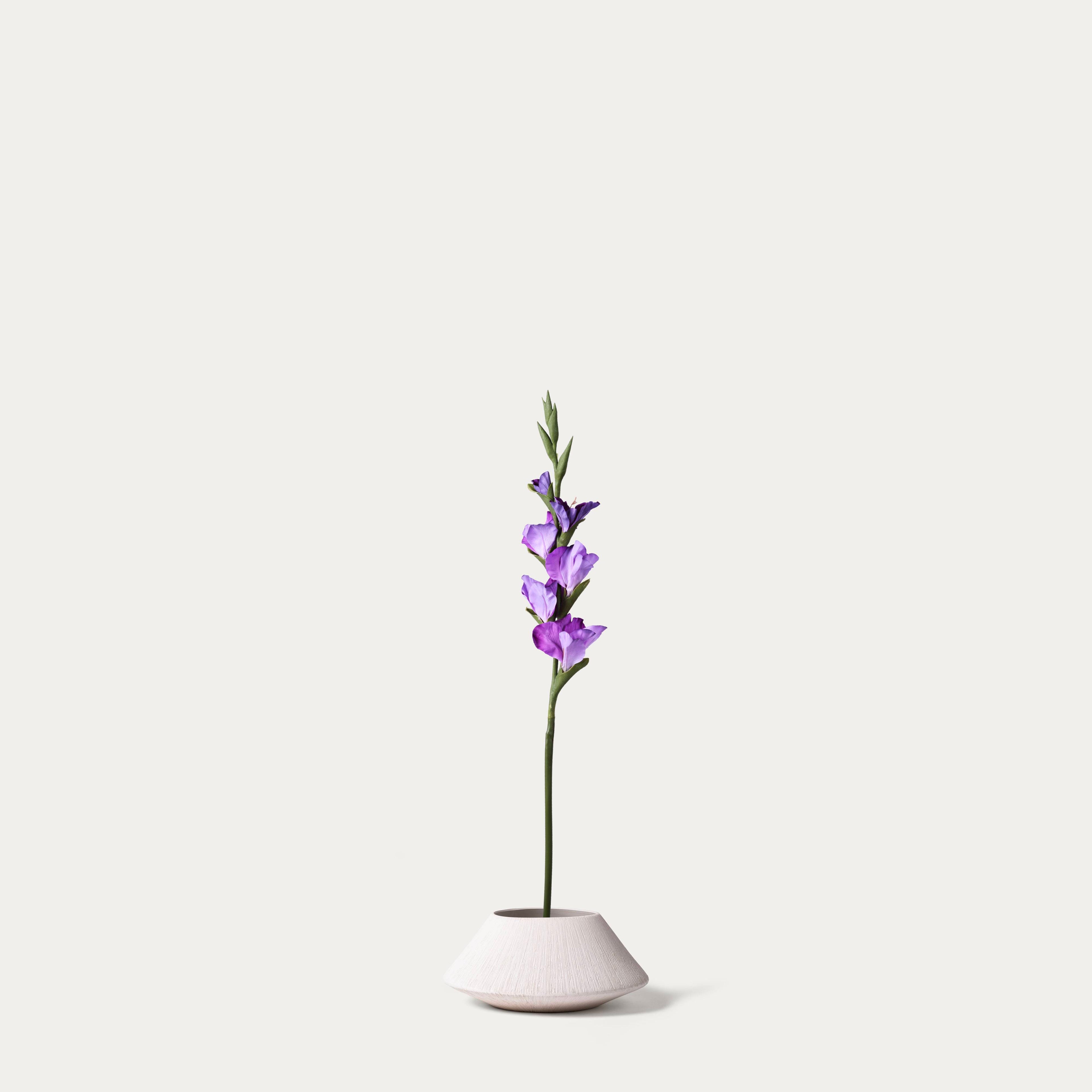 Purple Gladiolus
