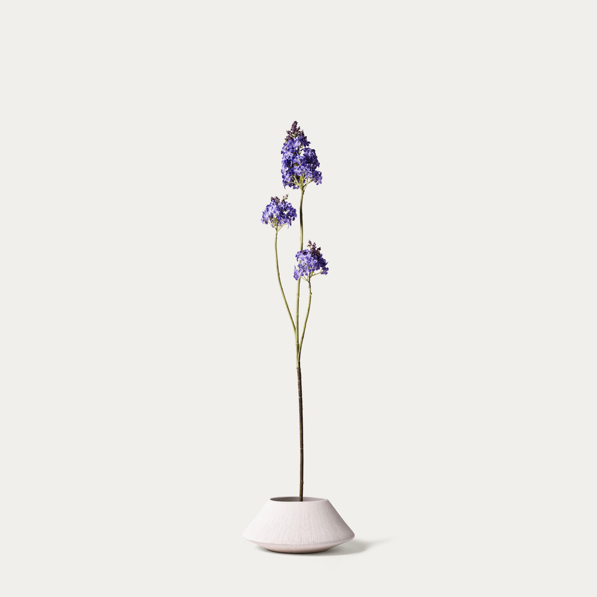 Purple lilac-FLOW-PDP