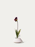 Purple slipper orchid-FLOW-PDP
