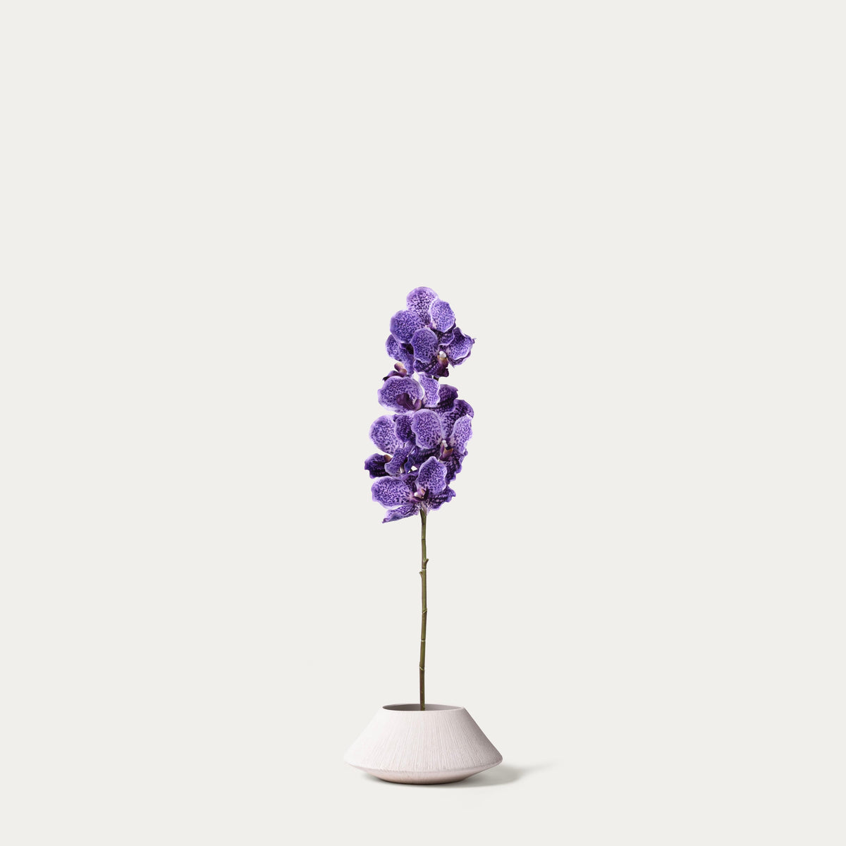 Purple vanda orchid-FLOW-PDP