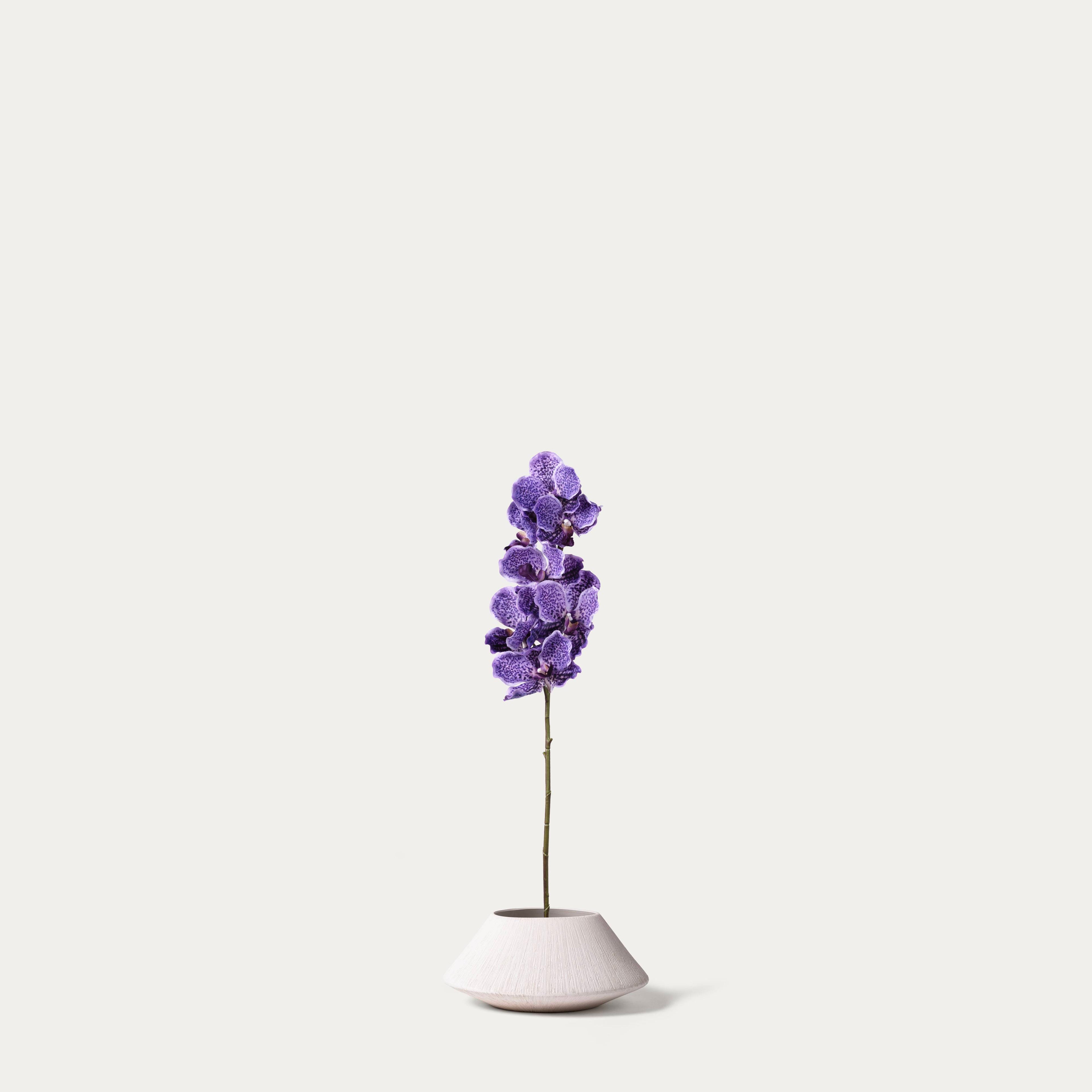 Purple Vanda Orchid