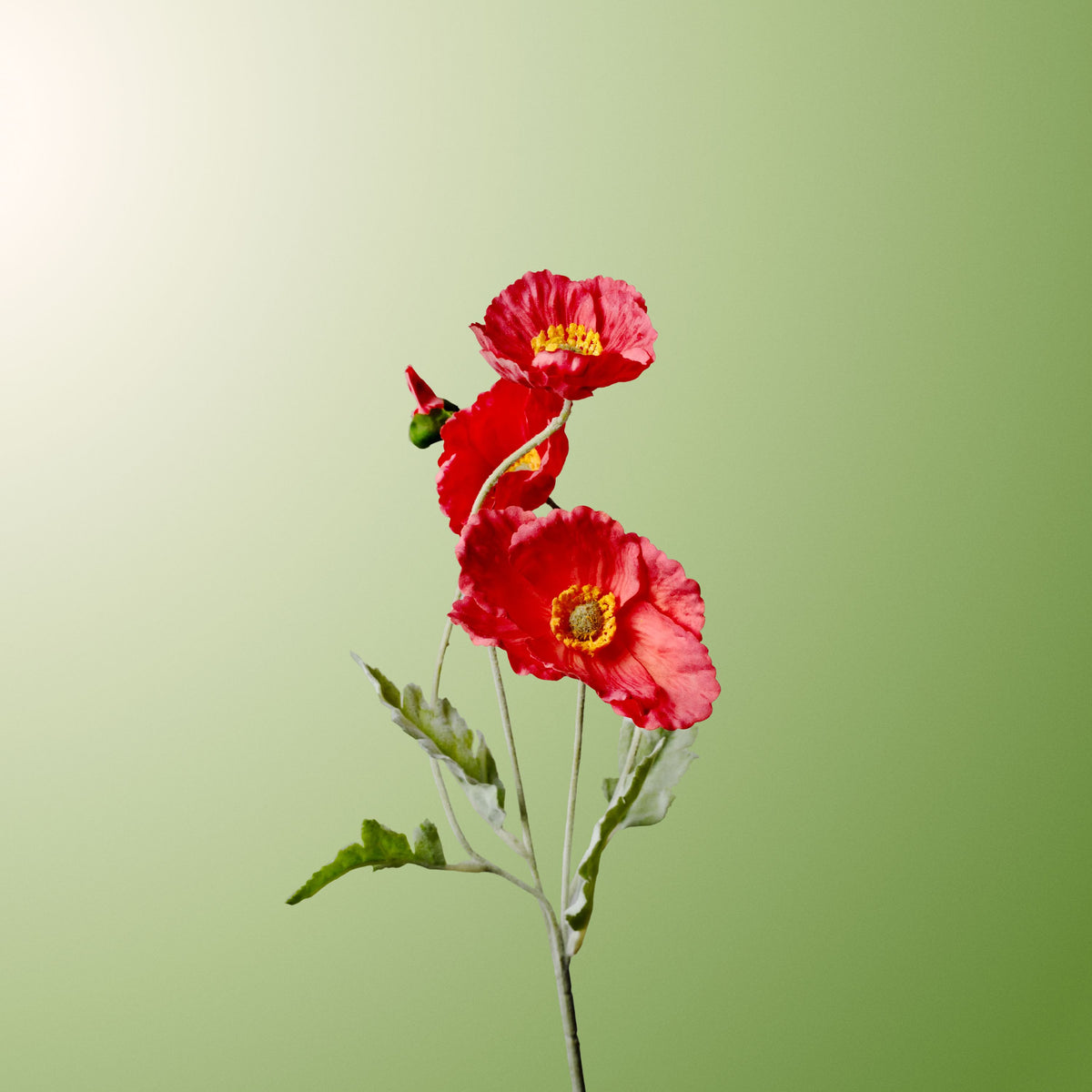 Red Iceland poppy-DET-PDP