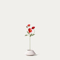 Red Iceland poppy-FLOW-PDP