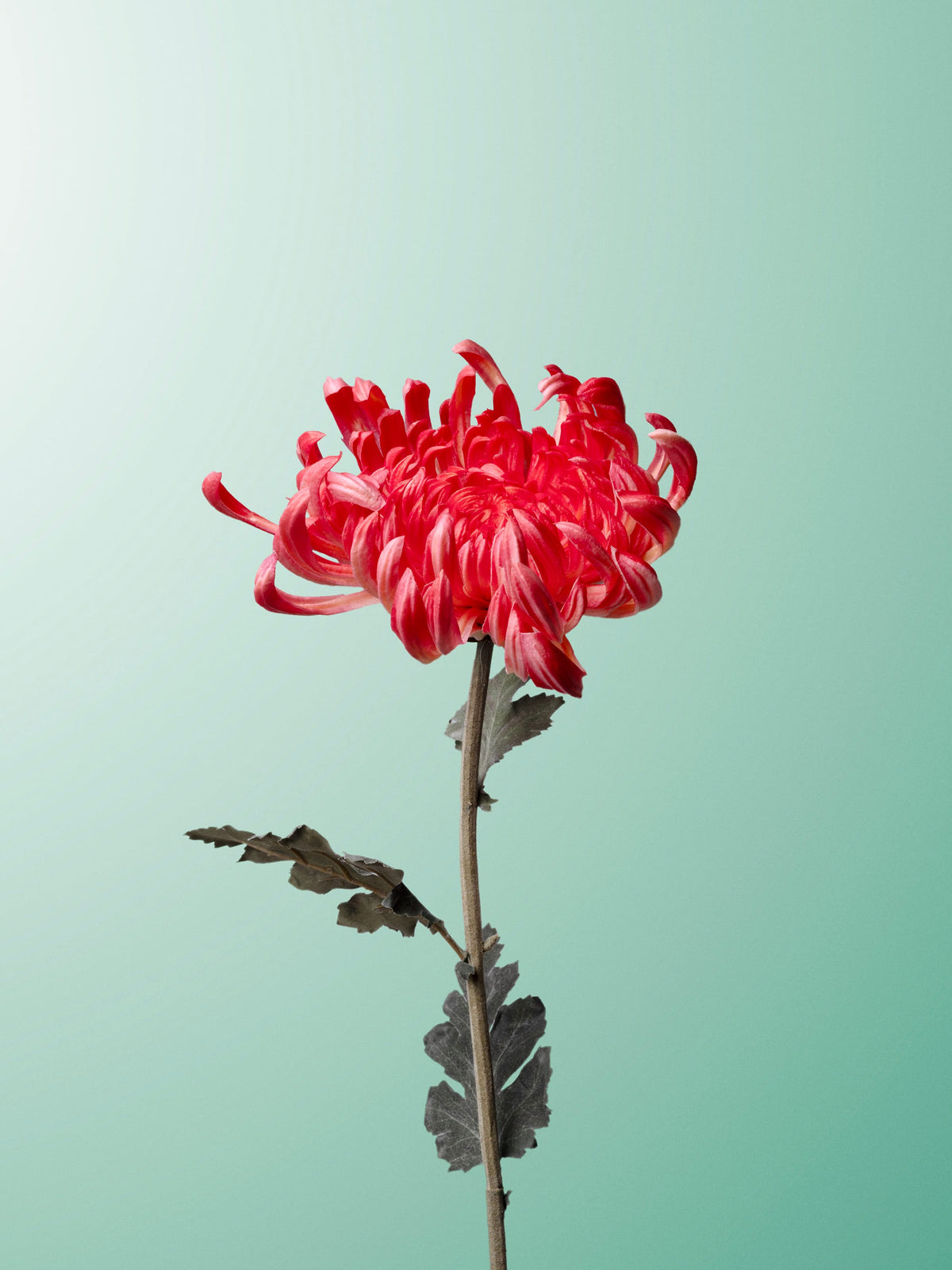 Red mum-DET-portrait