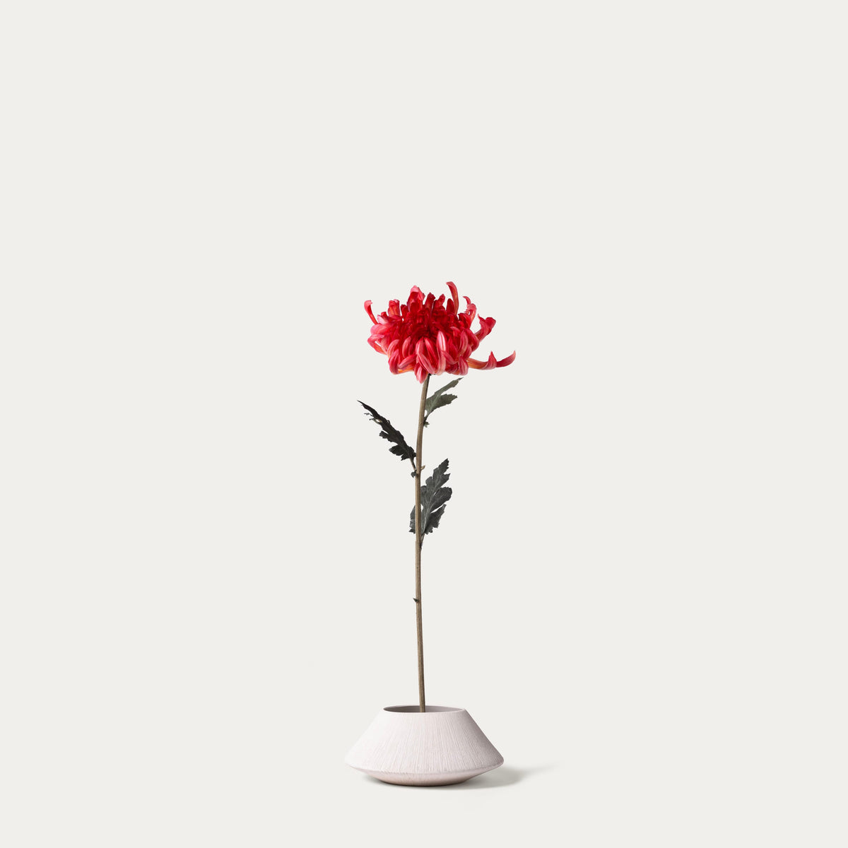Red mum-FLOW-PDP