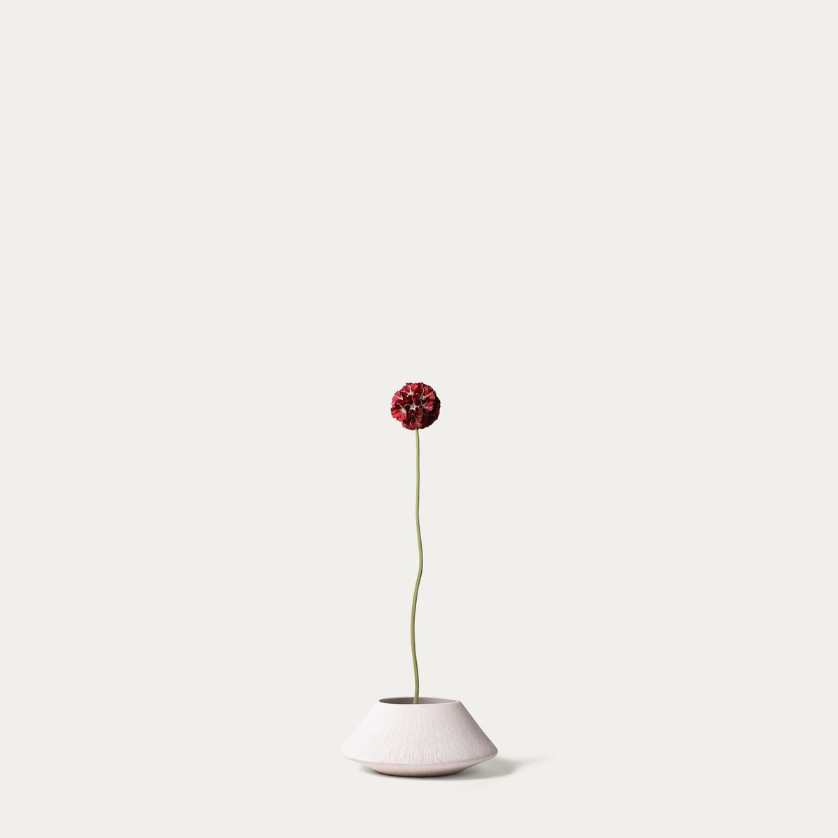 Red scabiosa-FLOW-PDP