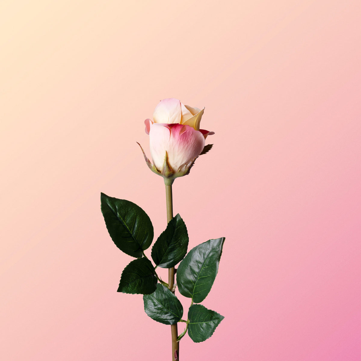 Sunrise_Rose-DET-PDP