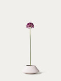 Violet allium-FLOW-PDP