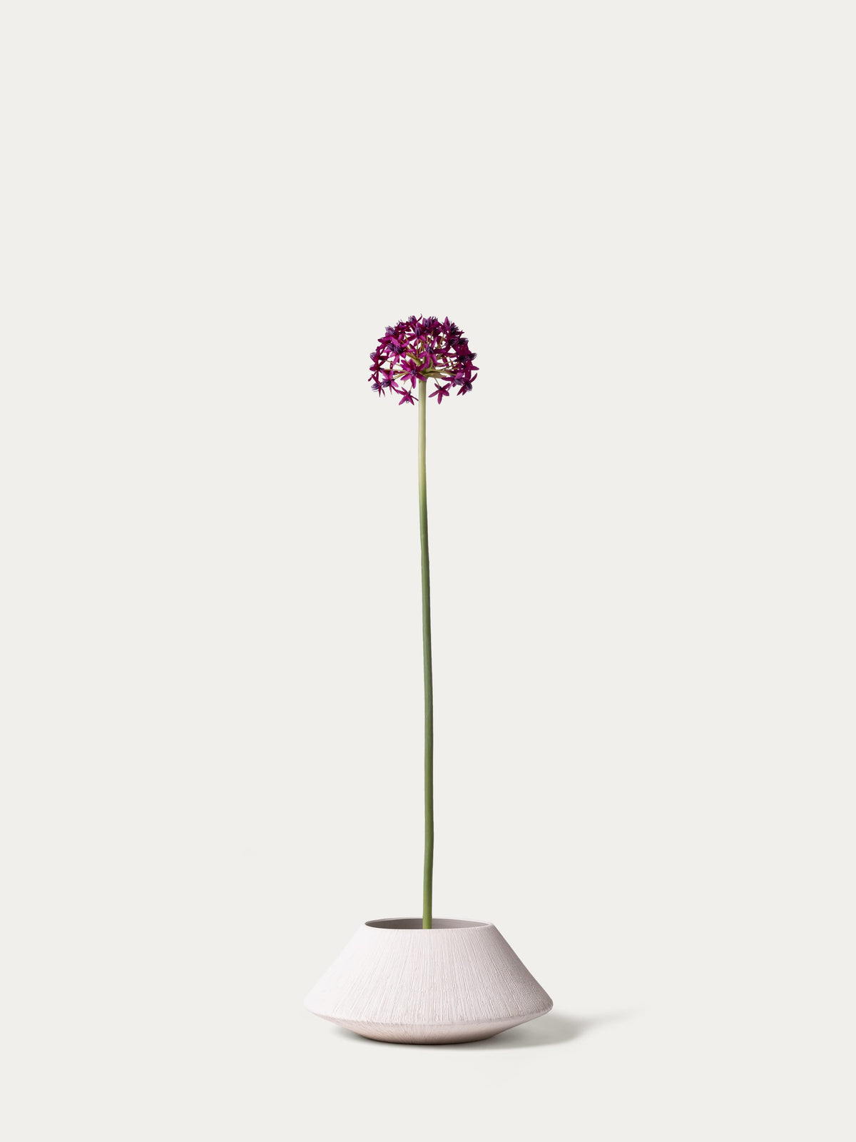 Violet allium-FLOW-PDP