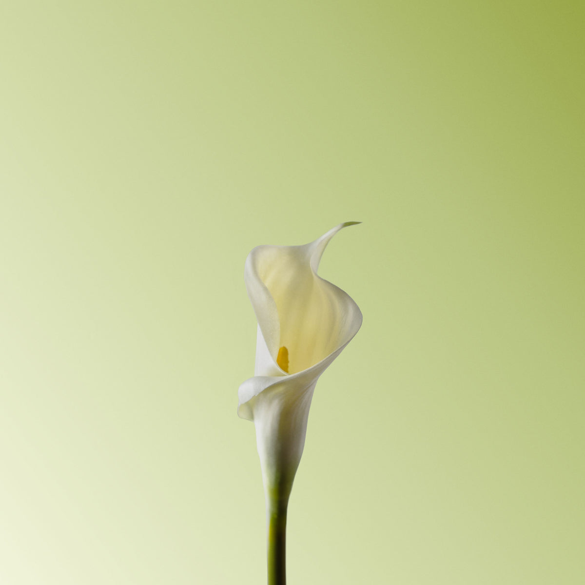White calla lily-DET-PDP