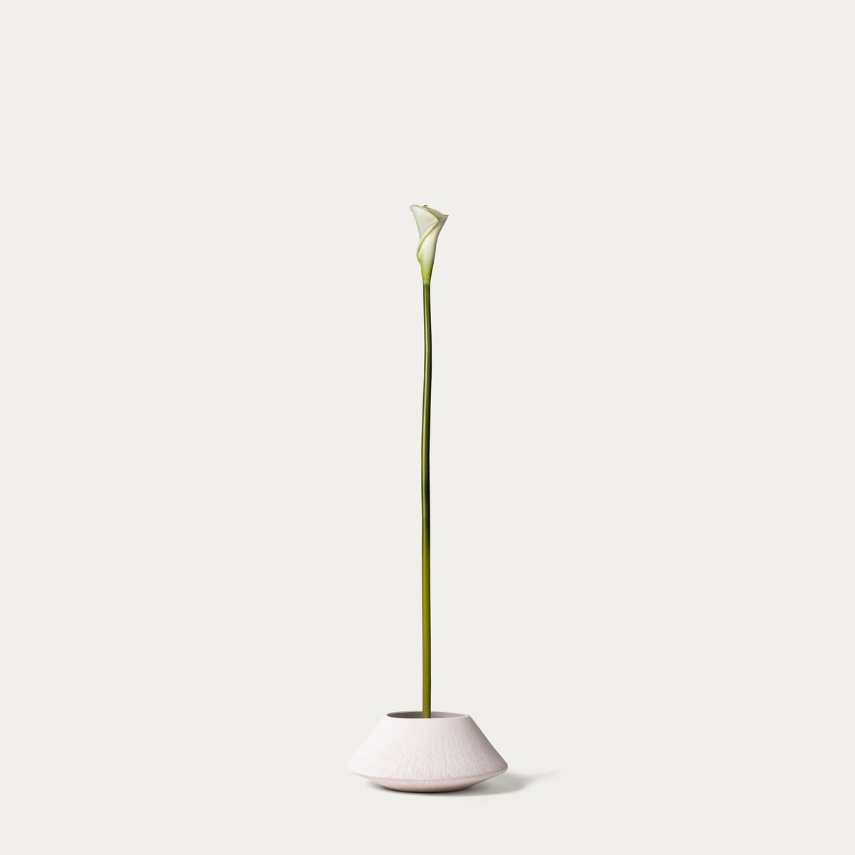 White calla lily-FLOW-PDP