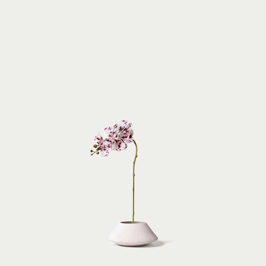 White phalaenopsis orchid-FLOW-PDP