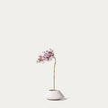 White phalaenopsis orchid-FLOW-PDP