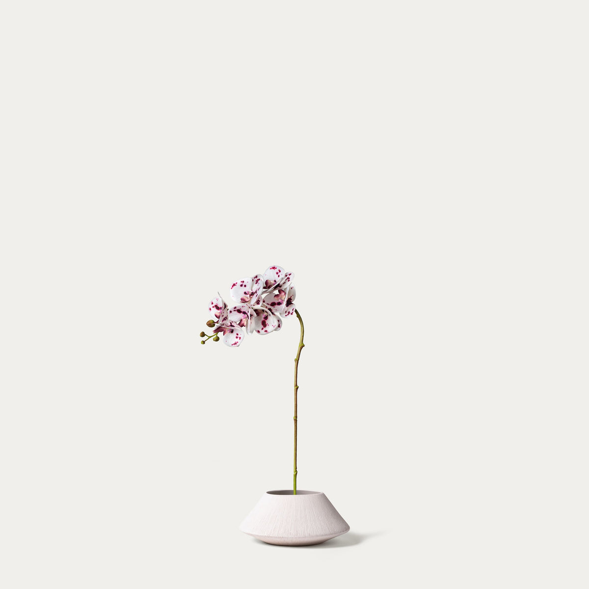 White phalaenopsis orchid-FLOW-PDP