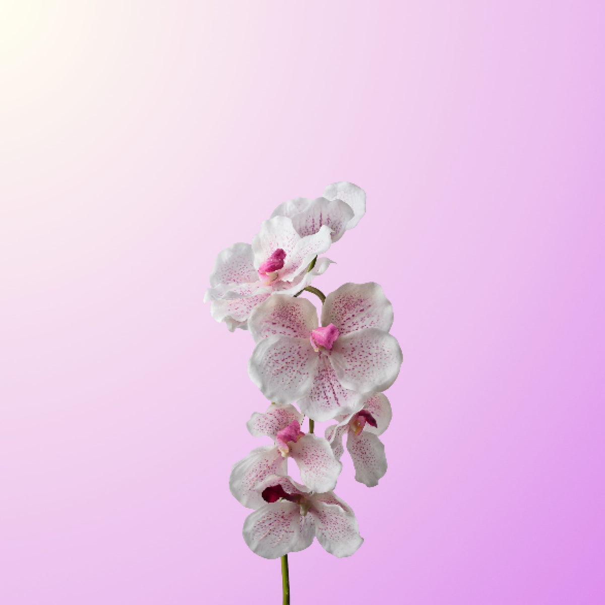 White purple vanda orchid-DET-PDP