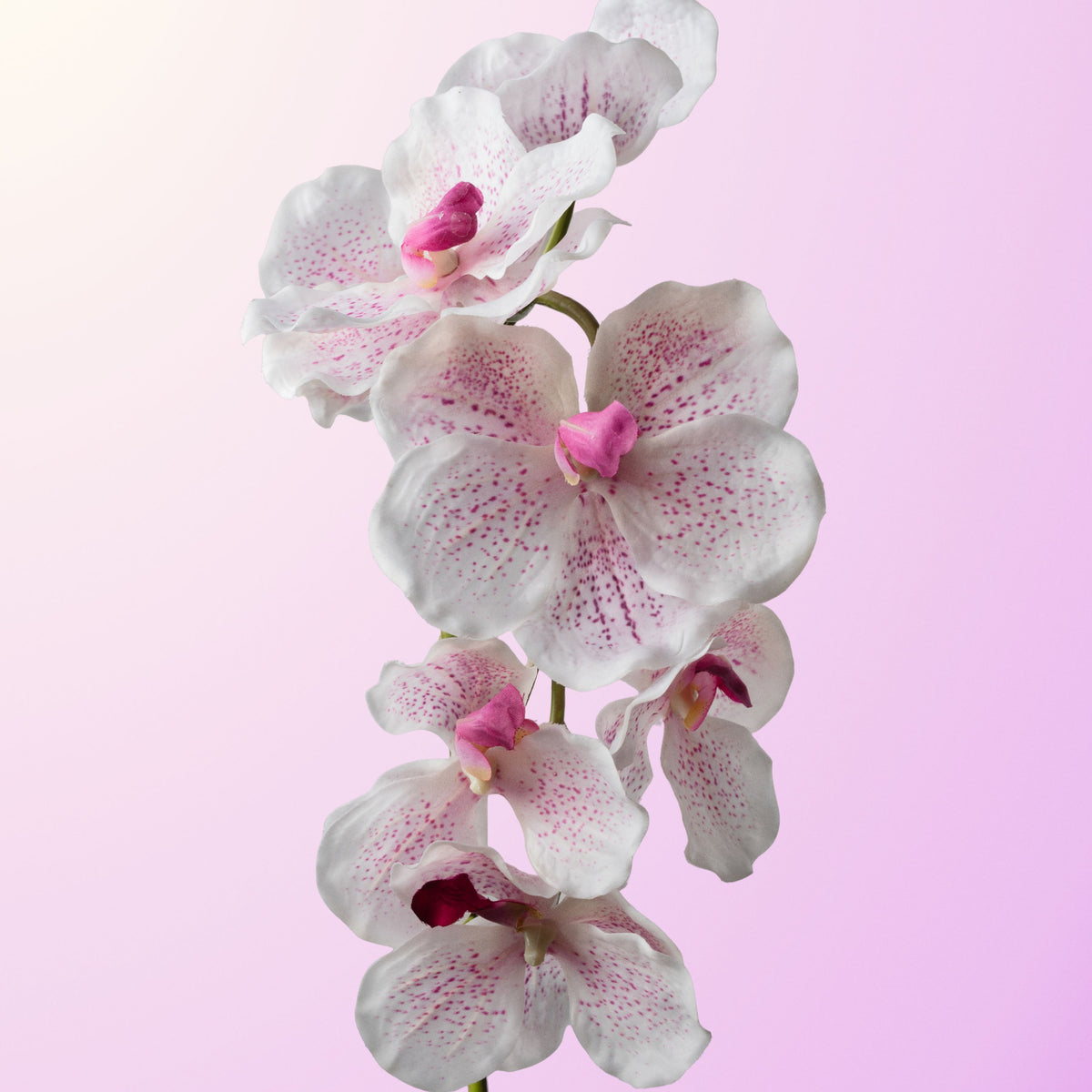 White purple vanda orchid-DET-PDP