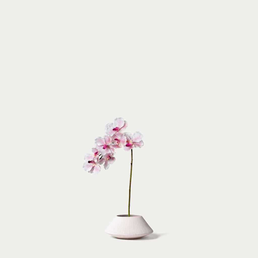White purple vanda orchid-FLOW-PDP